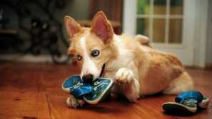 3 Lifhack, който ще помогне на отбиването на куче да играе с обувки, когато нямате къща